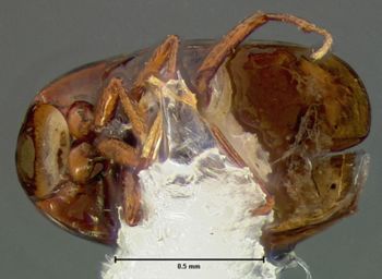 Media type: image;   Entomology 6636 Aspect: habitus ventral view